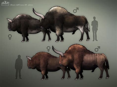 woolly rhinoceros vs bison latifrons.